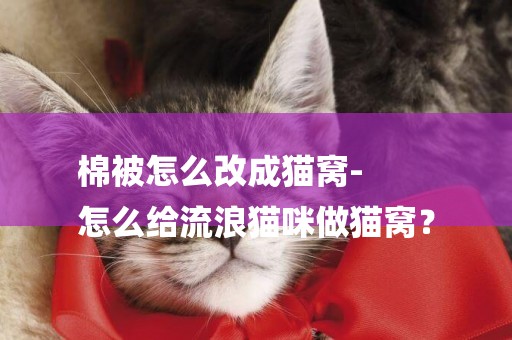 棉被怎么改成貓窩-
怎么給流浪貓咪做貓窩？