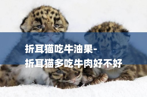 折耳貓吃牛油果-
折耳貓多吃牛肉好不好