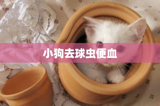 小狗去球蟲便血