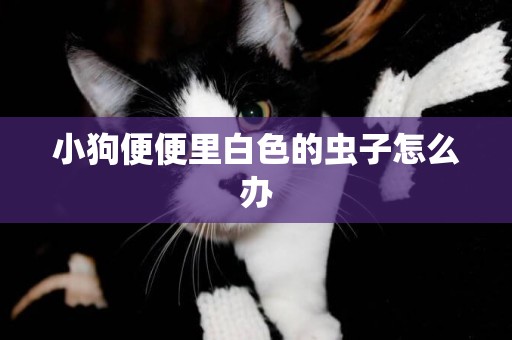 小狗便便里白色的蟲子怎么辦