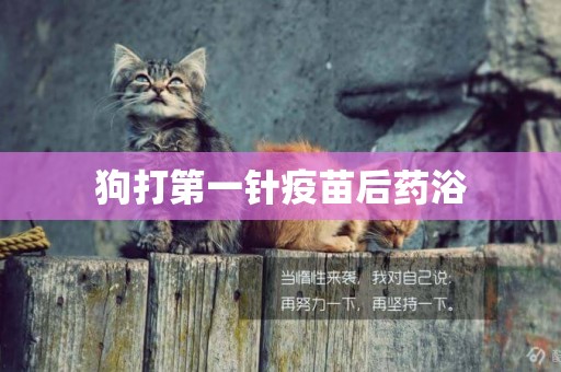 狗打第一針疫苗后藥浴