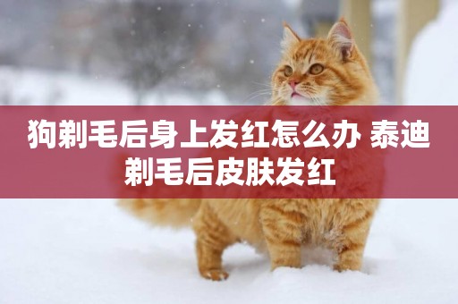 狗剃毛后身上發紅怎么辦 泰迪剃毛后皮膚發紅