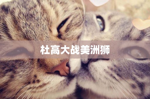 杜高大戰美洲獅
