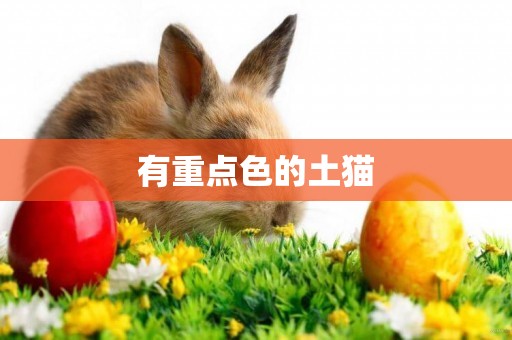 有重點色的土貓
