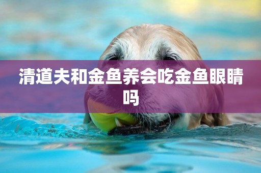 清道夫和金魚養會吃金魚眼睛嗎