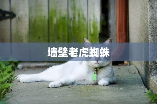 墻壁老虎蜘蛛