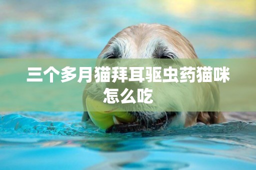 三個多月貓拜耳驅蟲藥貓咪怎么吃