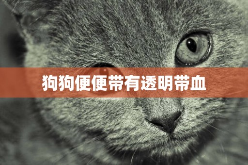 狗狗便便帶有透明帶血
