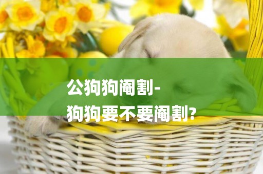 公狗狗閹割-
狗狗要不要閹割?
