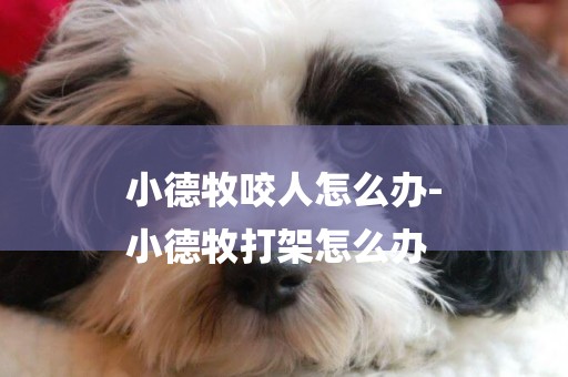 小德牧咬人怎么辦-
小德牧打架怎么辦