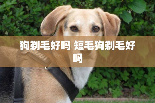 狗剃毛好嗎 短毛狗剃毛好嗎