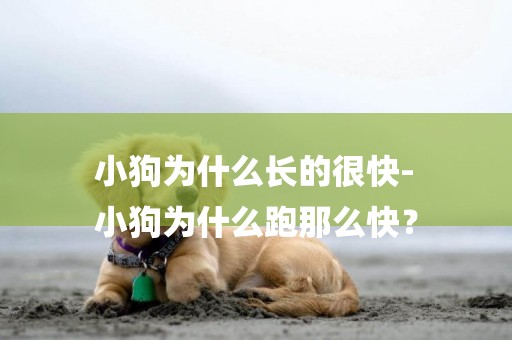 小狗為什么長的很快-
小狗為什么跑那么快？