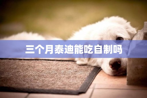 三個月泰迪能吃自制嗎