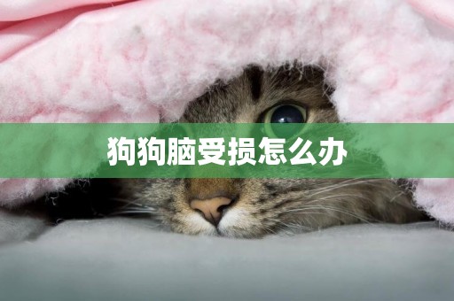 狗狗腦受損怎么辦