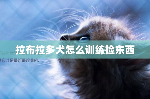 拉布拉多犬怎么訓練撿東西