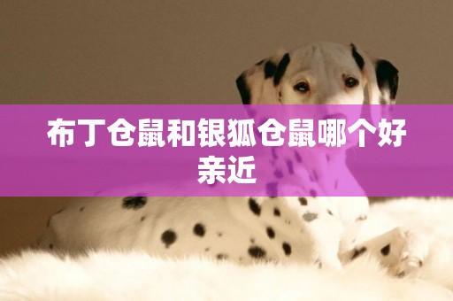 布丁倉鼠和銀狐倉鼠哪個好親近