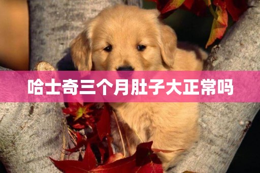 哈士奇三個月肚子大正常嗎