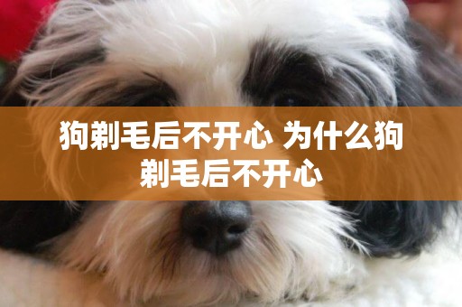 狗剃毛后不開心 為什么狗剃毛后不開心