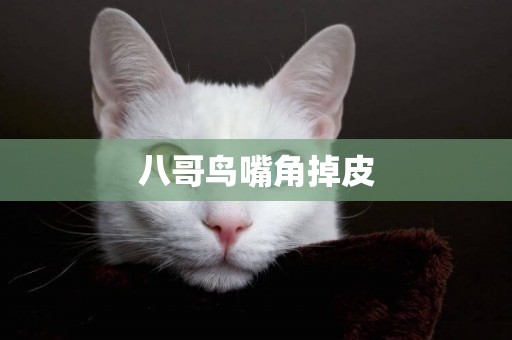 八哥鳥嘴角掉皮