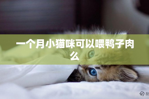 一個月小貓咪可以喂鴨子肉么