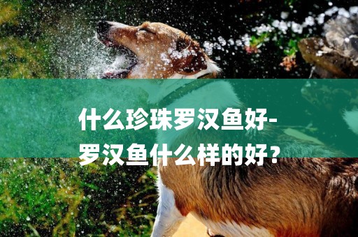 什么珍珠羅漢魚好-
羅漢魚什么樣的好？