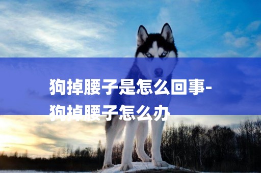 狗掉腰子是怎么回事-
狗掉腰子怎么辦