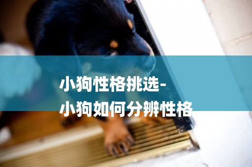 小狗性格挑選-
小狗如何分辨性格