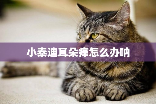小泰迪耳朵癢怎么辦吶