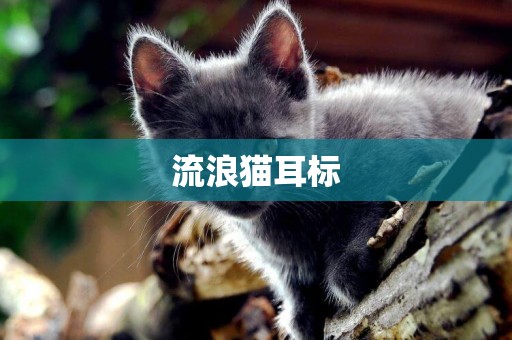流浪貓耳標