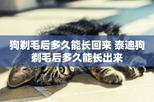 狗剃毛后多久能長回來 泰迪狗剃毛后多久能長出來