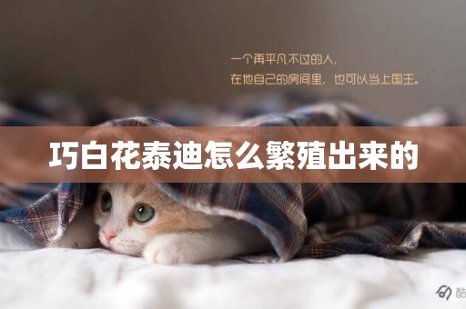 巧白花泰迪怎么繁殖出來的