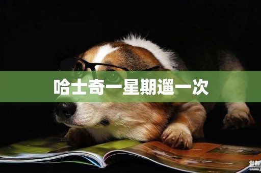 哈士奇一星期遛一次