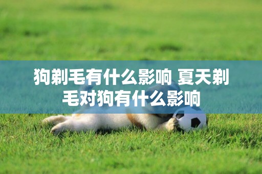 狗剃毛有什么影響 夏天剃毛對狗有什么影響
