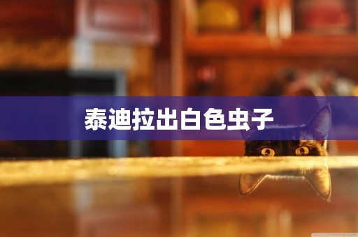 泰迪拉出白色蟲子