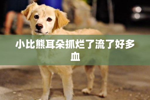 小比熊耳朵抓爛了流了好多血