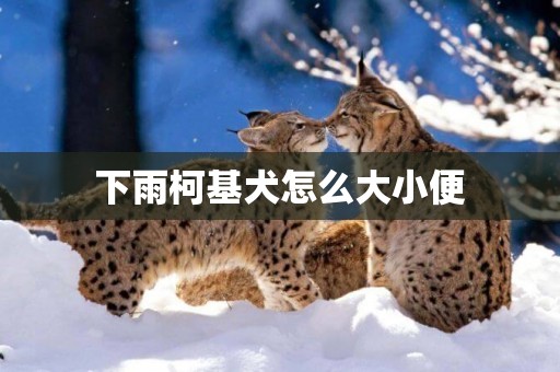下雨柯基犬怎么大小便