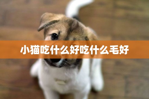 小貓吃什么好吃什么毛好