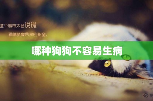 哪種狗狗不容易生病