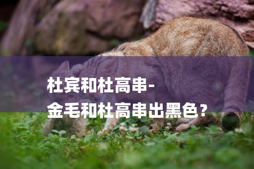 杜賓和杜高串-
金毛和杜高串出黑色？