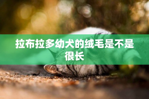 拉布拉多幼犬的絨毛是不是很長