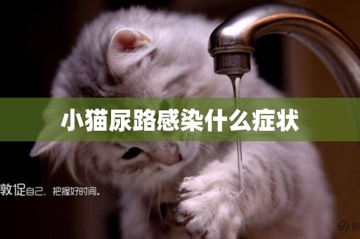 小貓尿路感染什么癥狀