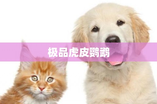 極品虎皮鸚鵡
