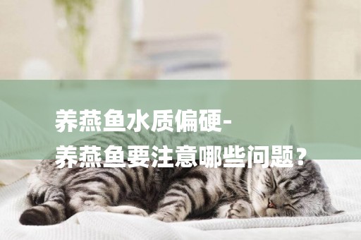 養燕魚水質偏硬-
養燕魚要注意哪些問題？