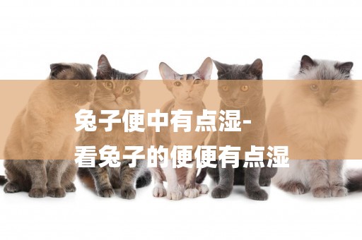 兔子便中有點濕-
看兔子的便便有點濕