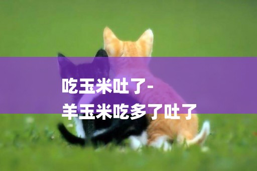 吃玉米吐了-
羊玉米吃多了吐了