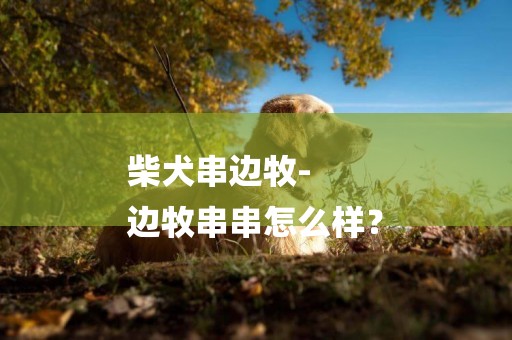 柴犬串邊牧-
邊牧串串怎么樣？