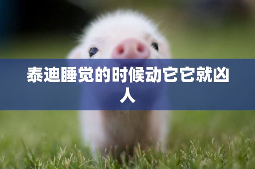 泰迪睡覺的時候動它它就兇人