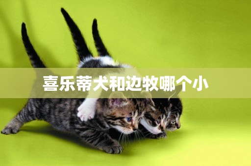 喜樂蒂犬和邊牧哪個小