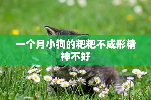 一個月小狗的粑粑不成形精神不好