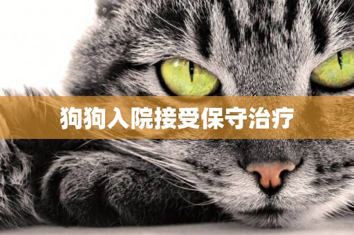 狗狗入院接受保守治療